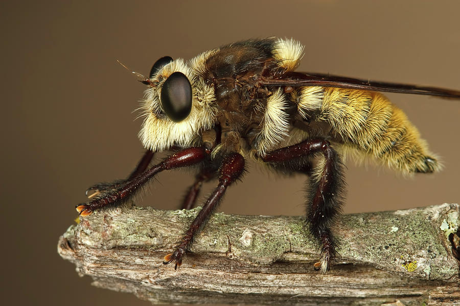 Southern Bee Killer Robber Fly Photograph by © Roy Niswanger - Motleypixel.com