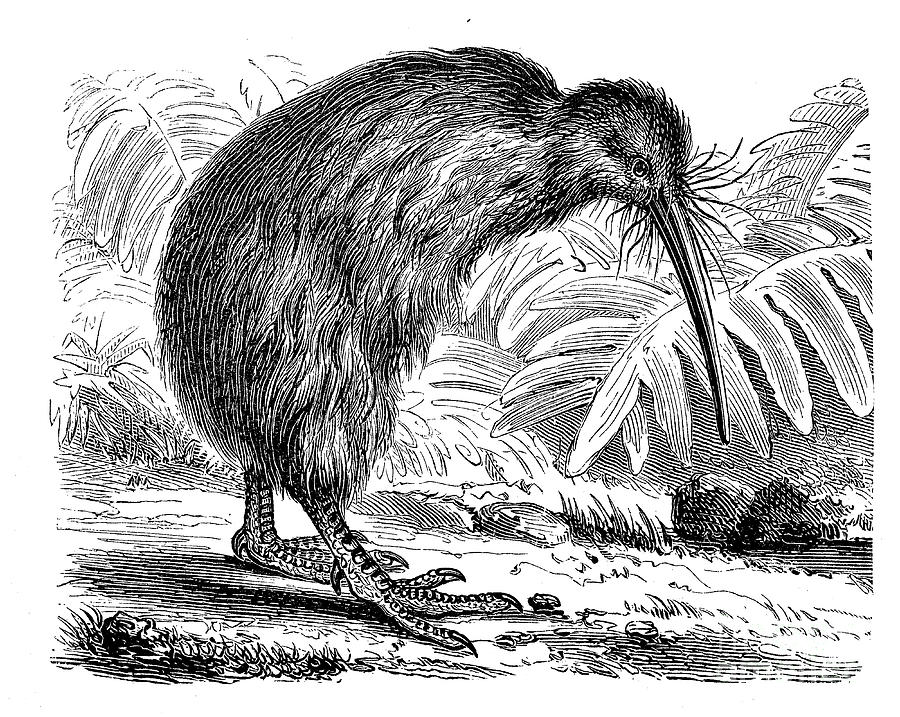 Southern Brown Kiwi Photograph by Science Photo Library Southern Brown Kiwi Photograph by Science Photo Library