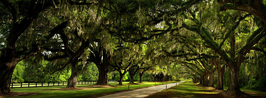 Tree Photograph - Southern Canopy by Natalie Mikaels