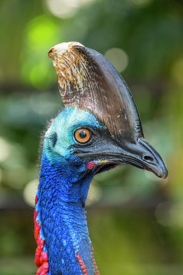 Southern Cassowary, Bali Photograph by Tui De Roy