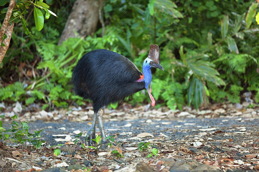 Southern Cassowary Female In The Rainforest Casuarius Casuarius