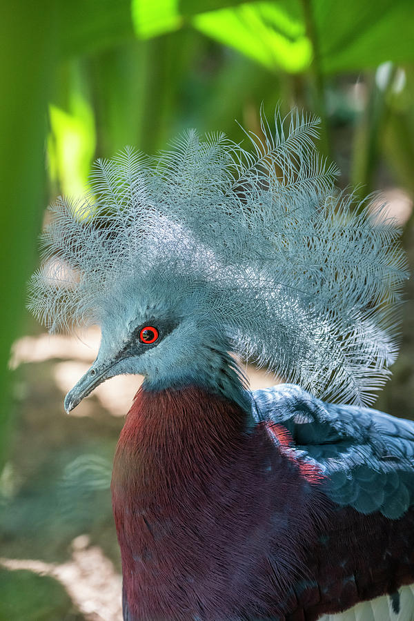 Southern Crowned-pigeon Portrait Photograph by Tui De Roy