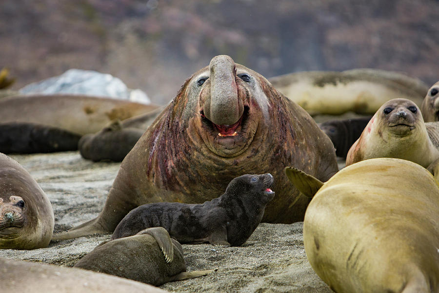 Southern Elephant Seal Beach Master Roaring, South Georgia Photograph ...