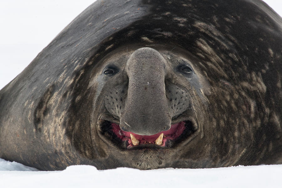 Southern Elephant Seal Male, South Georgia Island Photograph by Ben ...