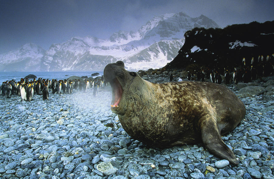 Southern Elephant Seal Mirounga Leonina Photograph by Art Wolfe Southern Elephant Seal Mirounga Leonina Photograph by Art Wolfe