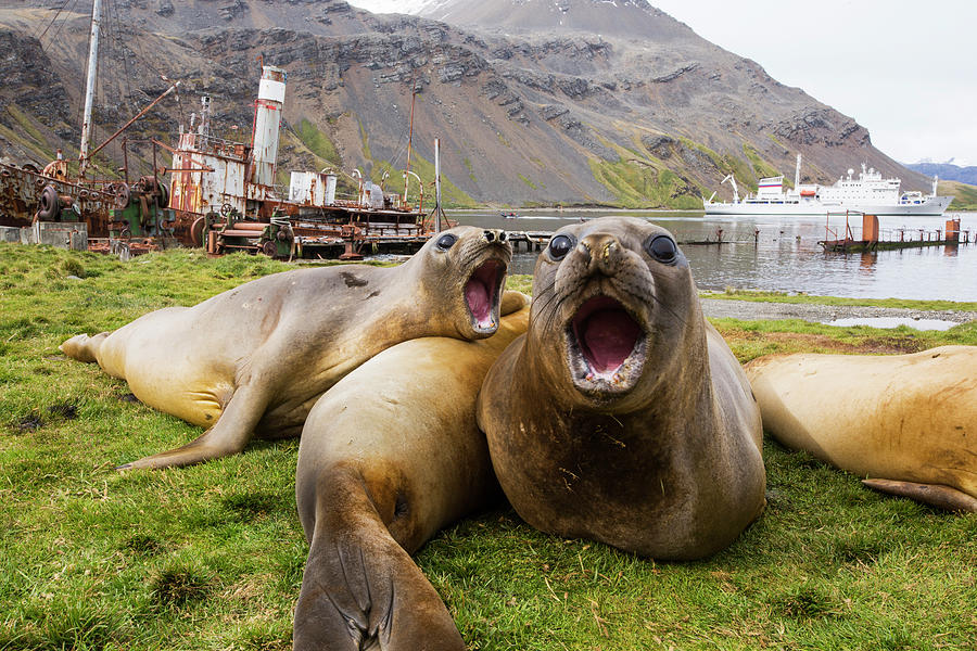 Wildlife Photograph - Southern Elephant Seal; Mirounga Leonina, In Grytviken South Georgia, Antarctica, With An Old Whaling Ship Behind. by Cavan Images
