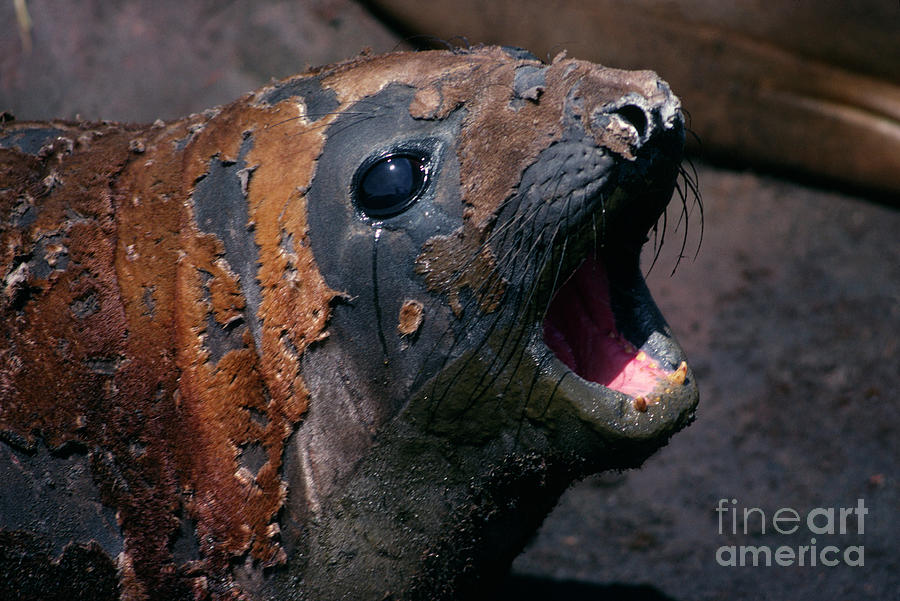Southern Elephant Seal Moulting Photograph by British Antarctic Survey/science Photo Library