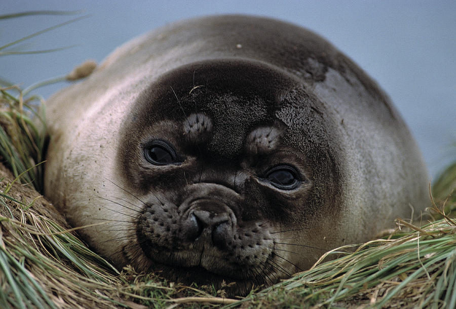 Southern Elephant Seal Young Mirounga Photograph by Nhpa