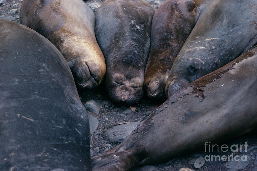 Southern Elephant Seals Photograph by British Antarctic Survey/science Photo Library