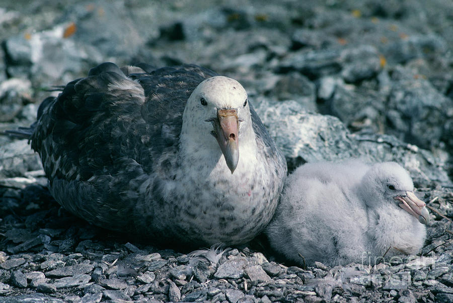 Southern Giant Petrel And Chick Photograph by British Antarctic Survey/science Photo Library