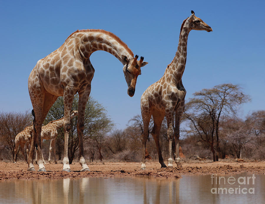 Wildlife Photograph - Southern Giraffes, 2019, Photograph by Eric Meyer