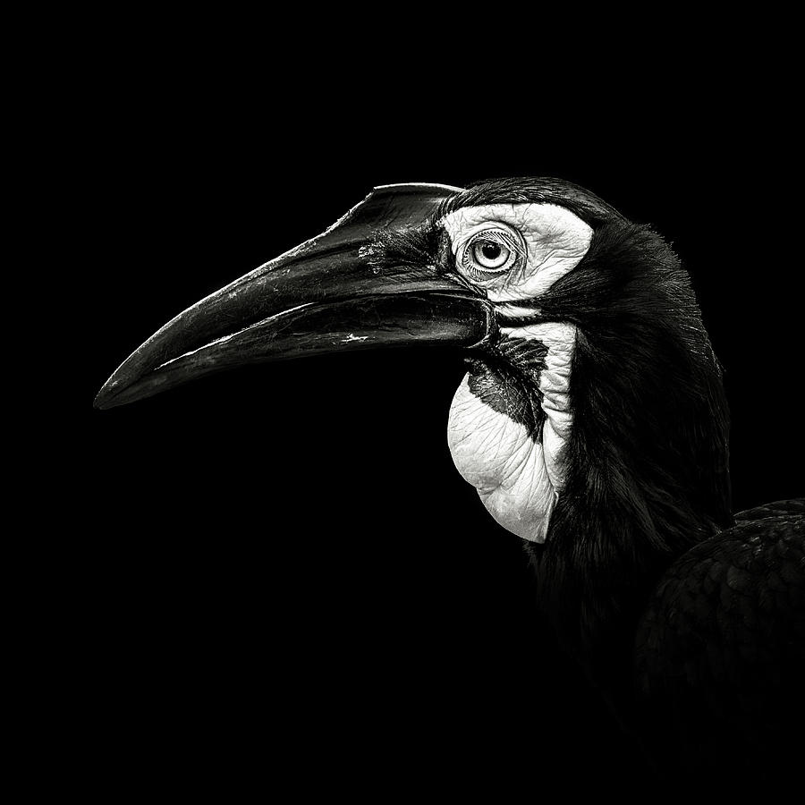 Bird Photograph - Southern Ground Hornbill by Christian Meermann