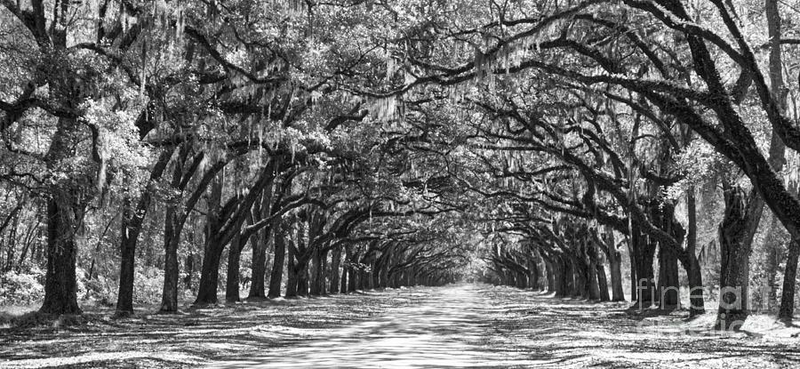 Southern Homecoming in Black and White Photograph by Carol Groenen