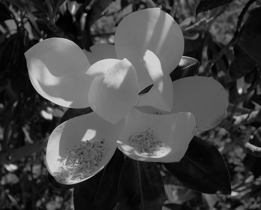 Southern Magnolia in Black and White Photograph by Philip And Robbie Bracco