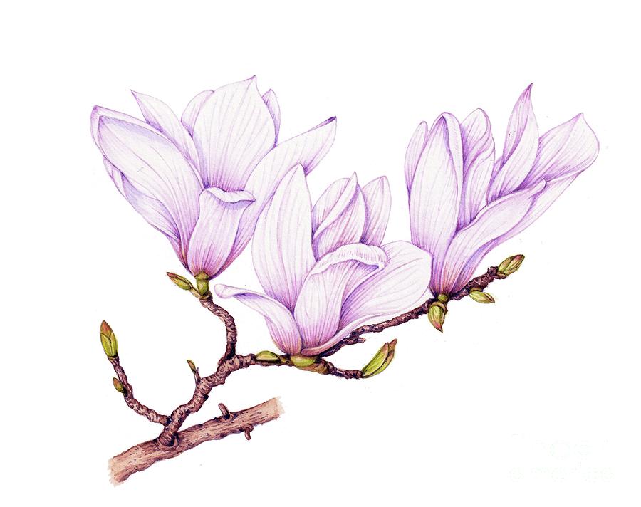 Nature Photograph - Southern Magnolia (magnolia Grandiflora) Sprig by Lizzie Harper/science Photo Library