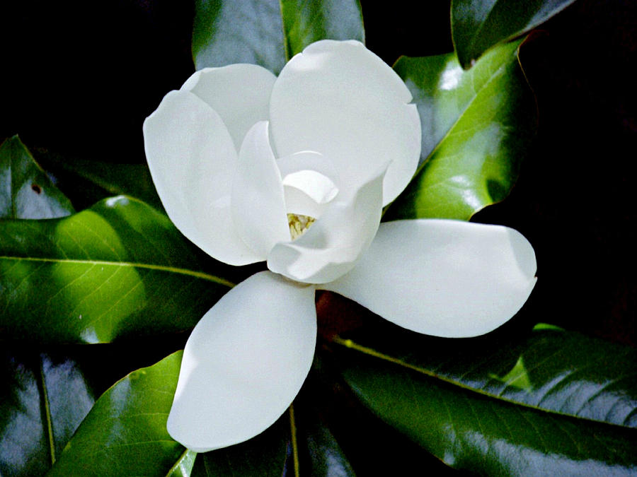 Southern Magnolia Soft Focus Photograph by Mike McBrayer