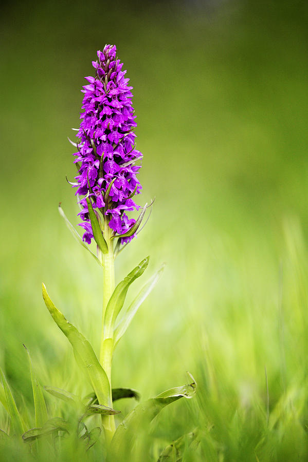 Southern Marsh Orchid, Dactylorhiza Photograph by David Clapp