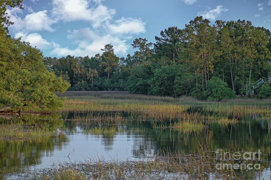 Tree Photograph - Southern Marsh View - Mount Pleasant South Carolina by Dale Powell