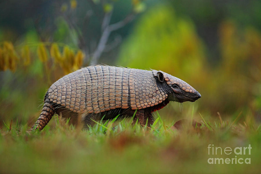 Southern Naked Tailed Armadillo Photograph By Ondrej Prosicky