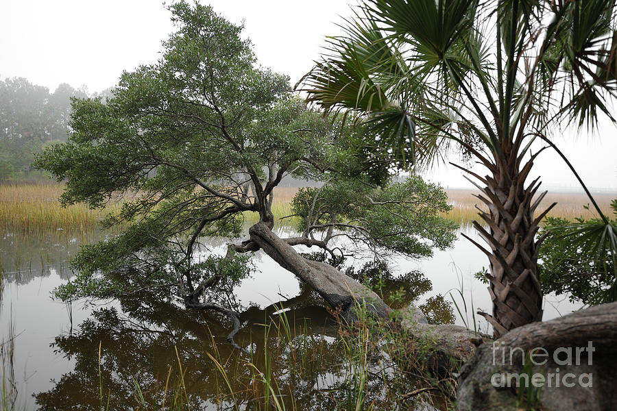 Southern Palm Fog by Dale Powell Southern Palm Fog by Dale Powell