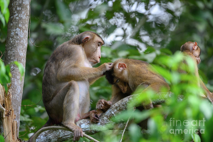 The Malaysian Macaque Medium Tote Bag