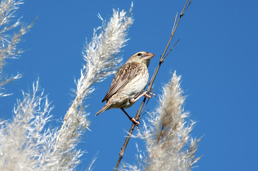 Southern Red Bishop Female Photograph by Laetitia Becker - Fine Art America