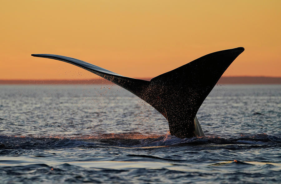 Southern Right Whale Diving Photograph by Hiroya Minakuchi