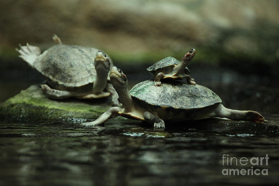 Pond Photograph - Southern River Terrapin Batagur by Vladimir Wrangel Pond Photograph - Southern River Terrapin Batagur by Vladimir Wrangel