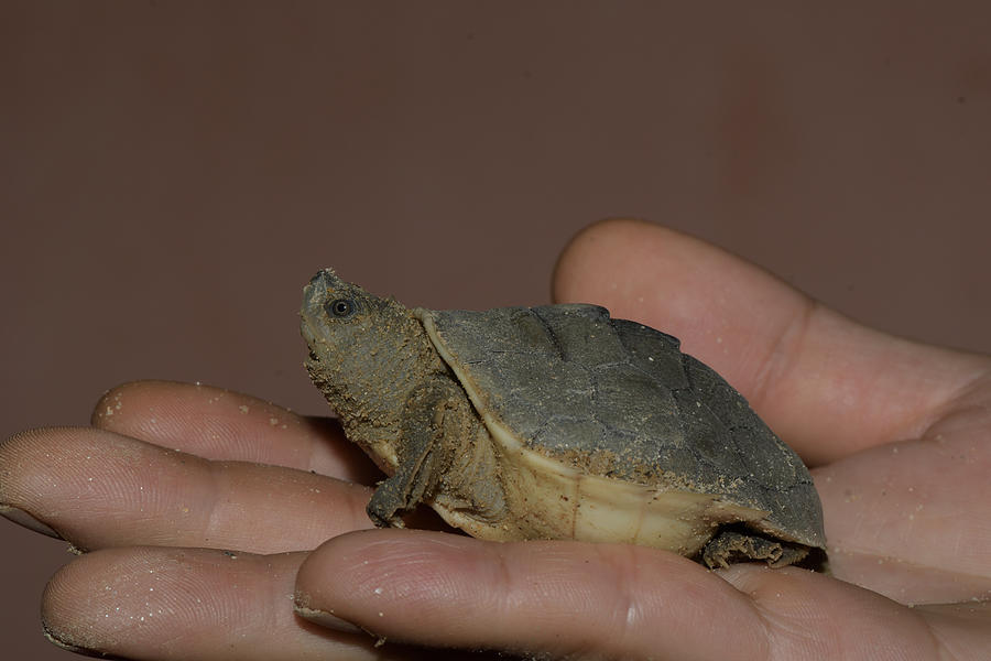 Southern River Terrapin Hatchling Photograph by W.k. Fletcher - Pixels