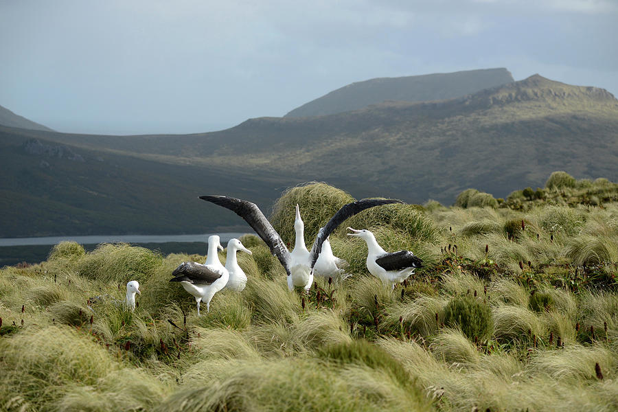 Southern Royal Albatross, Campbell Island, New Zealand Photograph by ...