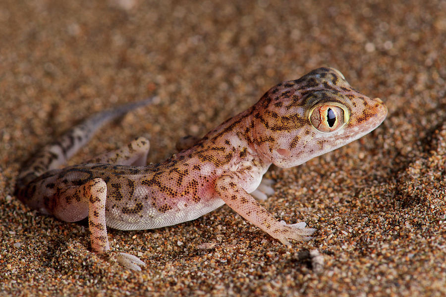 Southern Short-fingered Gecko Photograph by James Christensen
