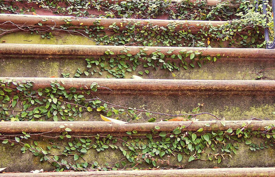Southern Steps Of Ivy Photograph