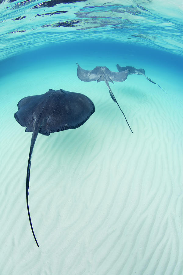 Southern Stingray Cayman Isalnds Photograph by Justin Lewis