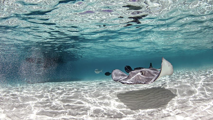 Great White Shark Digital Art - Southern Stingray, Stingray City, Cayman Palms, Cayman Islands by Ken Kiefer 2
