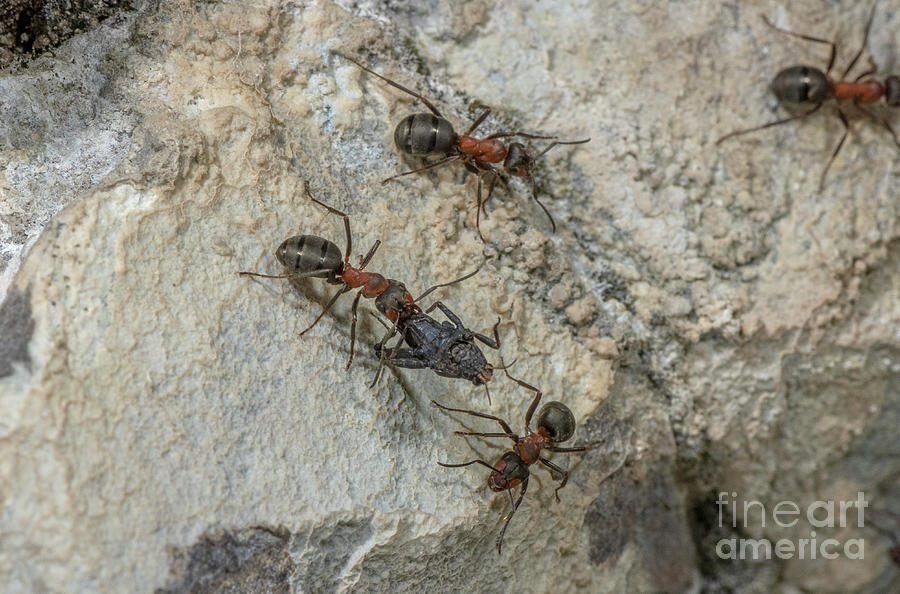 Southern Wood Ant Carrying Prey Photograph by Bob Gibbons/science Photo Library