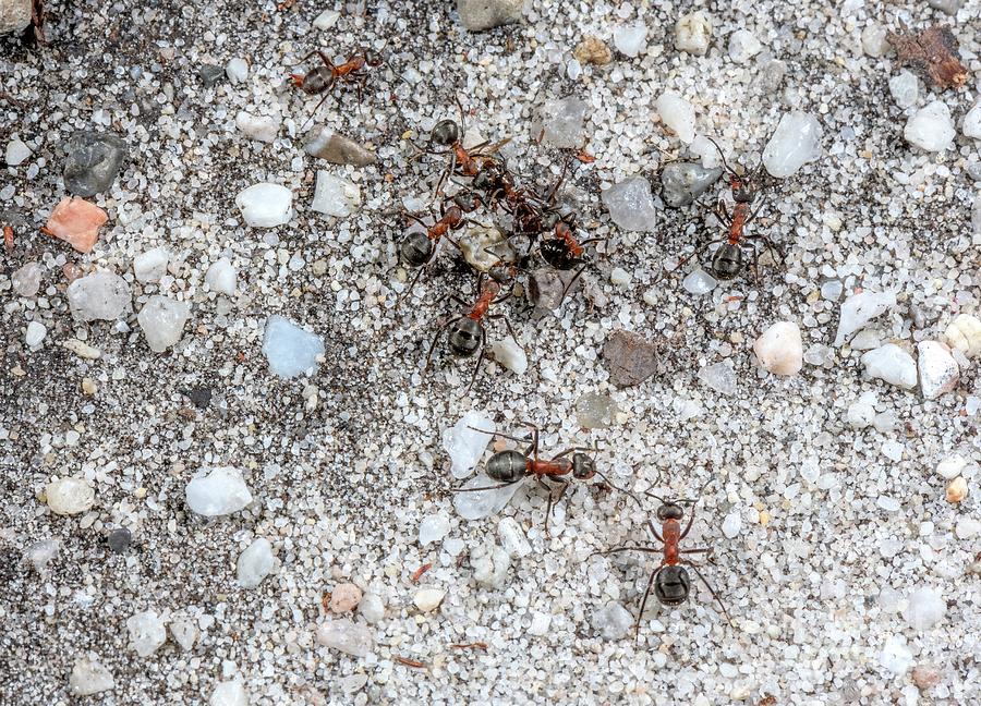Southern Wood Ants Photograph by Bob Gibbons/science Photo Library