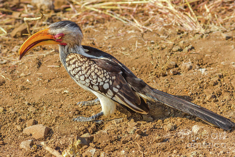 Southern yellow billed hornbill bird Photograph by Benny Marty