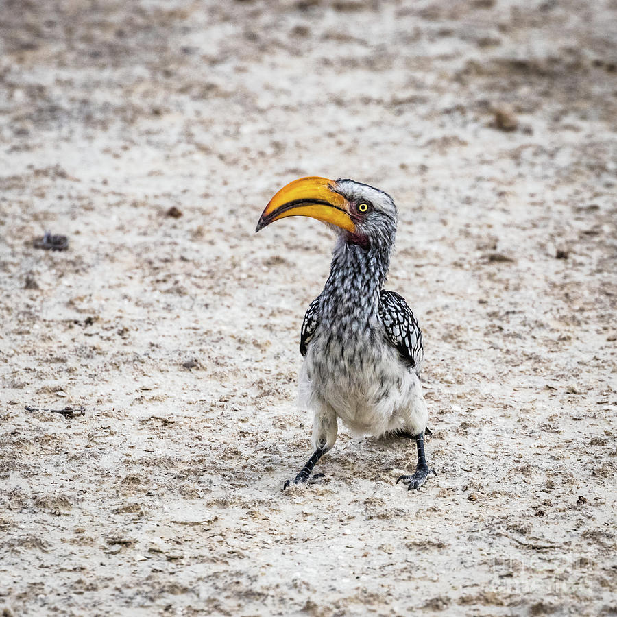 Southern yellow-billed hornbill, Namibia Photograph by Lyl Dil Creations