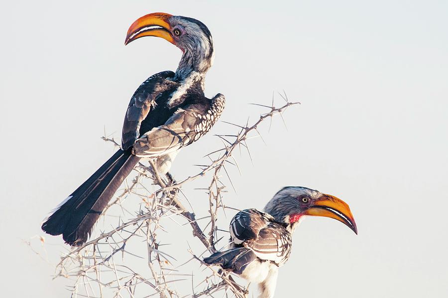 Hornbill Digital Art - Southern Yellow-billed Hornbill, Namibia by Marco Bottigelli