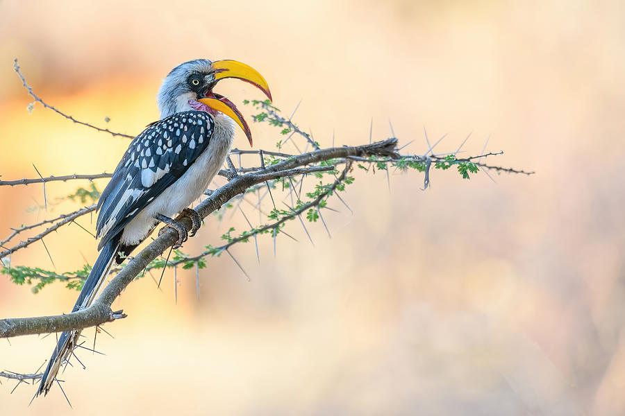 Wildlife Photograph - Southern Yellow-billed Hornbill by Yy Db
