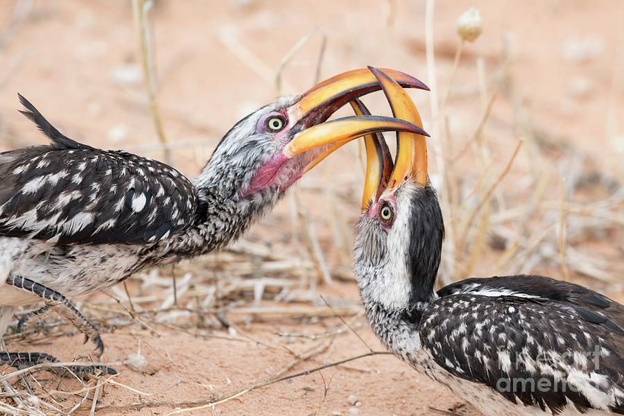 Southern Yellow-billed Hornbills Sparring Photograph by Tony Camacho ...