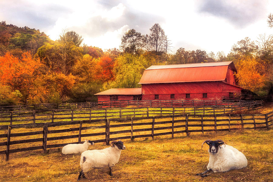 Animal Photograph - SouthernComfort Autumn Painting by Debra and Dave Vanderlaan