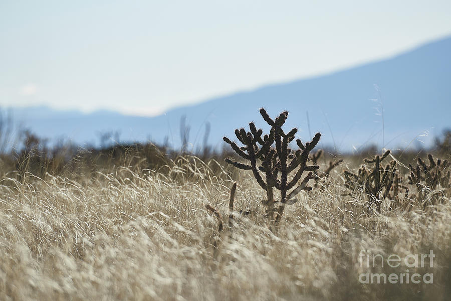 Southwest Cactus In Grass Photograph by Robert WK Clark