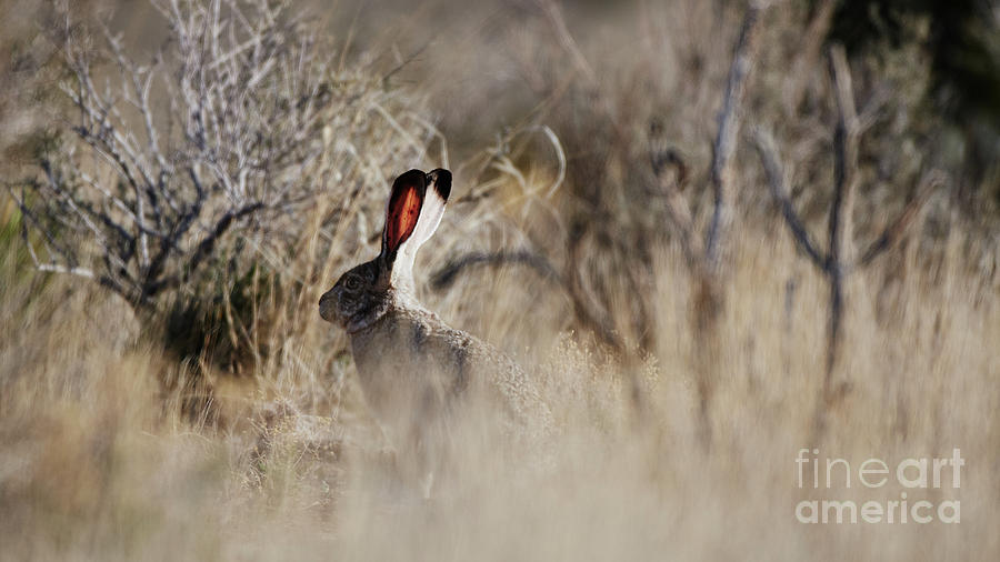 Southwest Desert Hare Photograph by Robert WK Clark