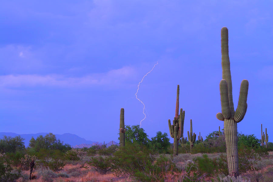 Southwest Sonoran Desert Lightning Strike Photograph by James BO Insogna