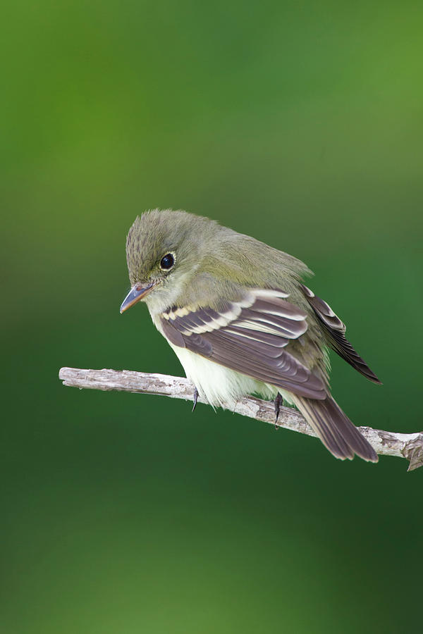 Southwestern Willow Flycatcher Photograph By Danita Delimont