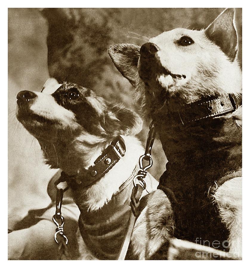 Strelka And Belka