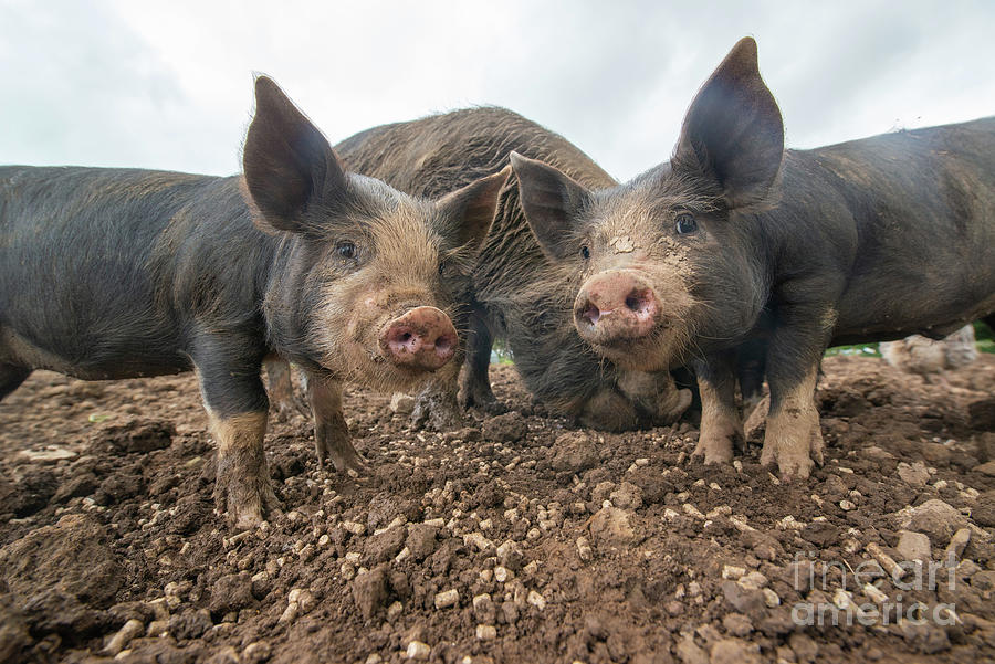 Sow And Piglets Photograph by Andy Davies/science Photo Library - Fine ...