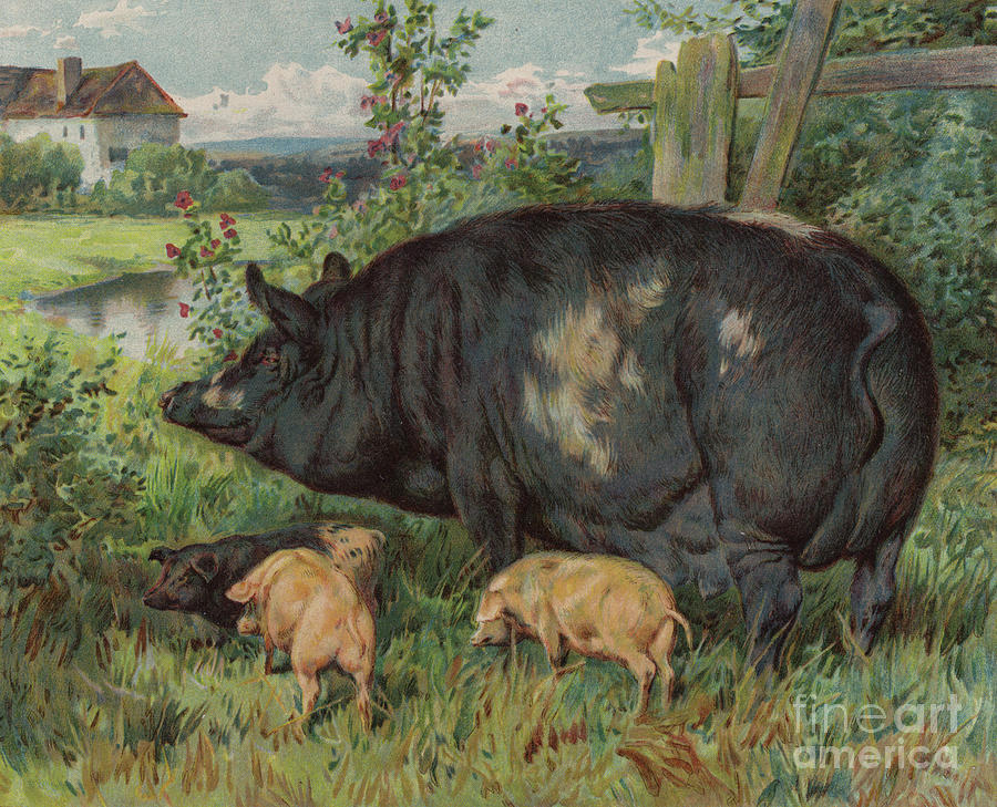 Sow And Piglets Painting by English School