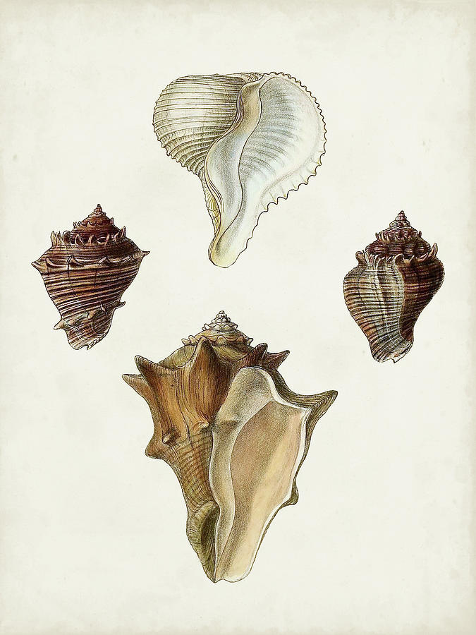 Sowerby Shells Vi Painting by James Sowerby - Fine Art America